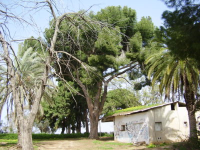 שימור 'גן הברון מנשה' בכפר סבא